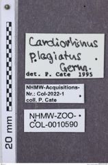 Etikette zu Cardiorhinus plagiatus (NHMW-ZOO-COL-0010590)